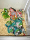 weaned baby parrots for sale